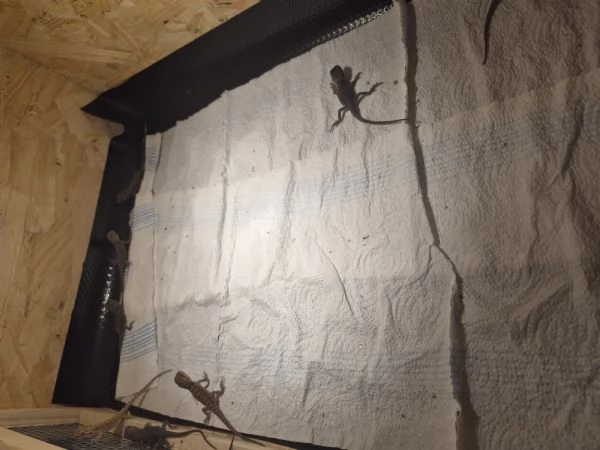 Vendo drago barbuto pogona vitticeps  | Foto 1