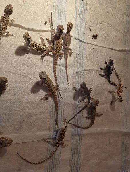 Vendo drago barbuto pogona vitticeps  | Foto 0