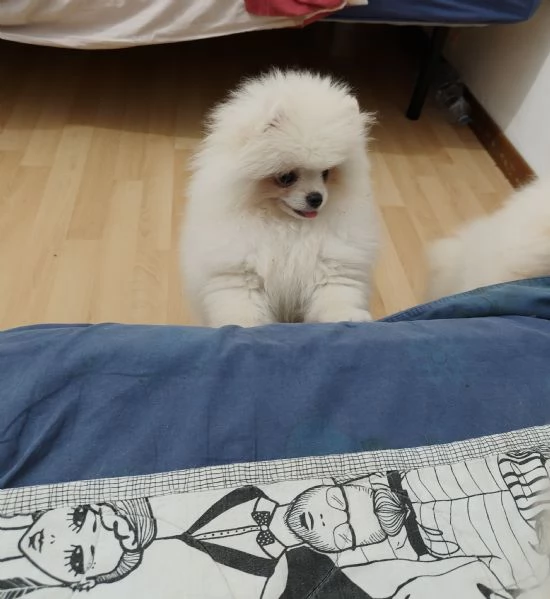 Gatto persiano 