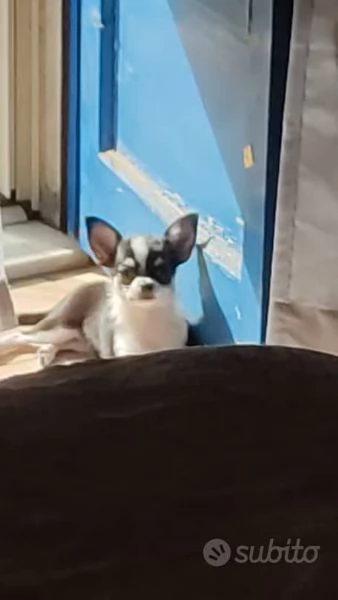 Chiwawa toy