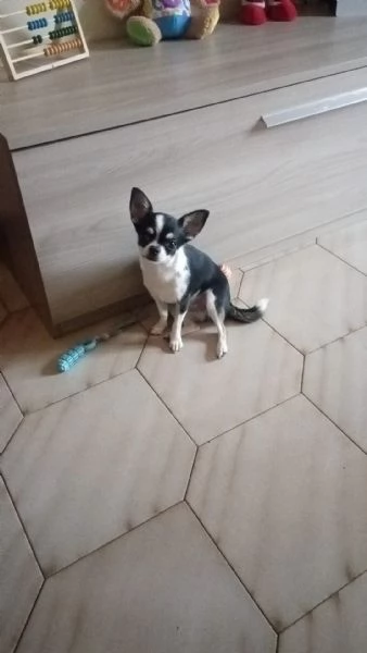 Chiwawa toy | Foto 1