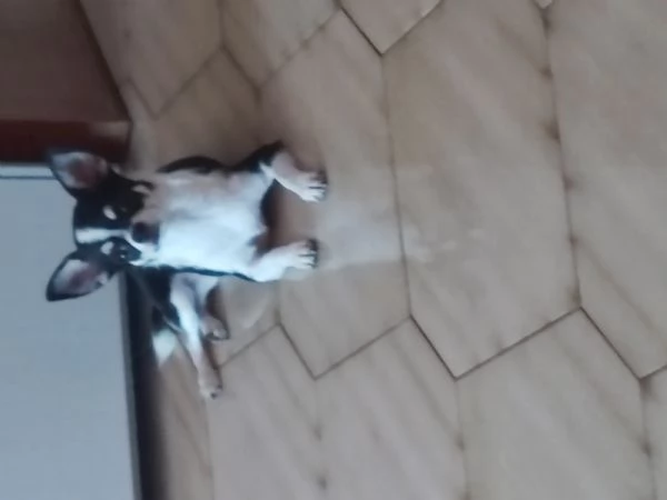 Chiwawa toy | Foto 0