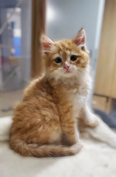 Cucciolo gatto siberiano 