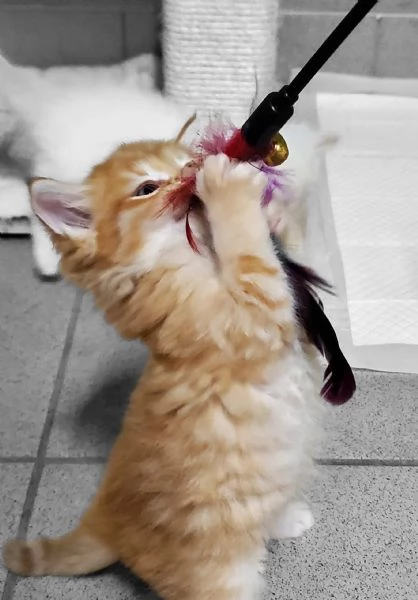 Cucciolo gatto siberiano  | Foto 2