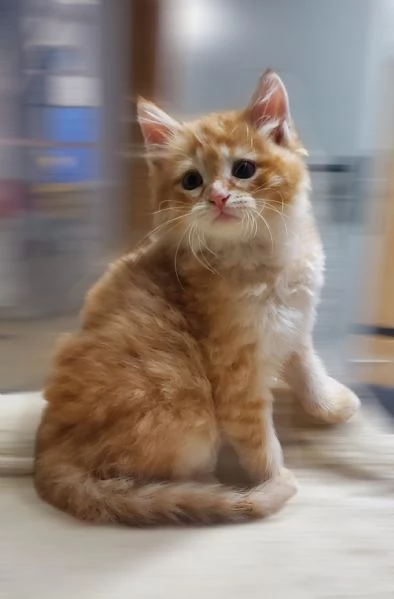 Cucciolo gatto siberiano  | Foto 1