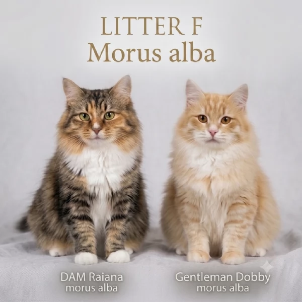 Cucciolo gatto siberiano  | Foto 0