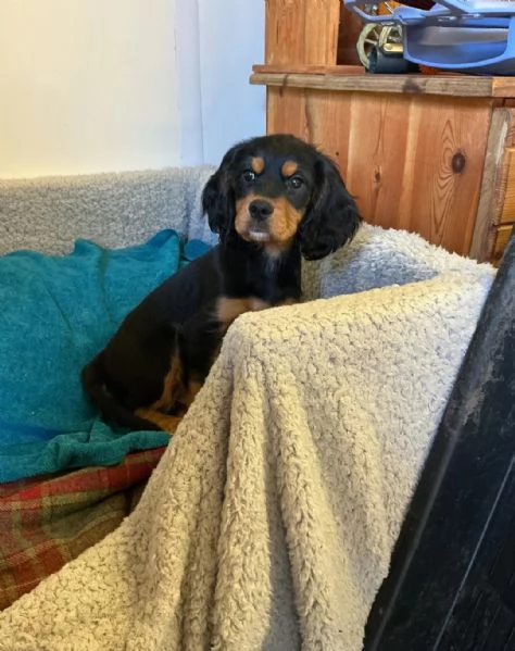 Femmina di Cockalier (Cocker Spaniel/Cavalier King Charles Spaniel)