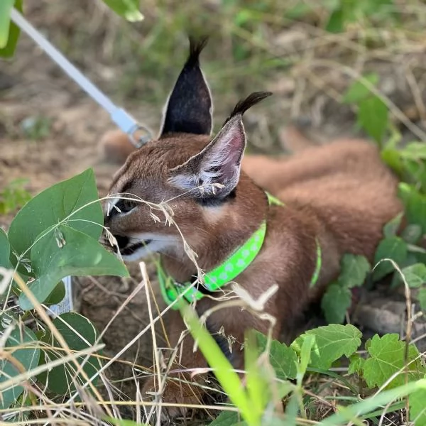 Sono disponibili splendidi cuccioli di caracal.