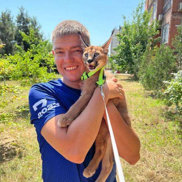 Sono disponibili splendidi cuccioli di caracal. | Foto 3