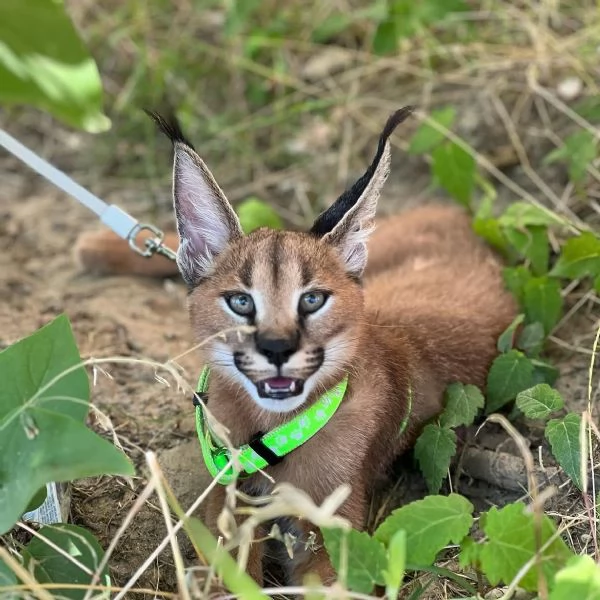 Sono disponibili splendidi cuccioli di caracal. | Foto 2