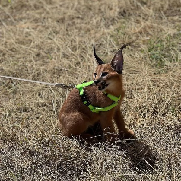 Sono disponibili splendidi cuccioli di caracal. | Foto 1