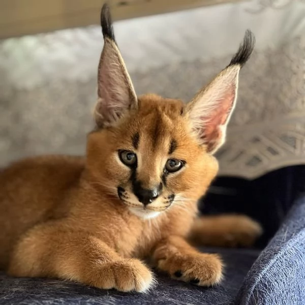 Sono disponibili splendidi cuccioli di caracal. | Foto 0
