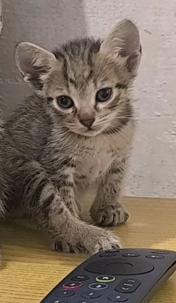 Regalo gattina 