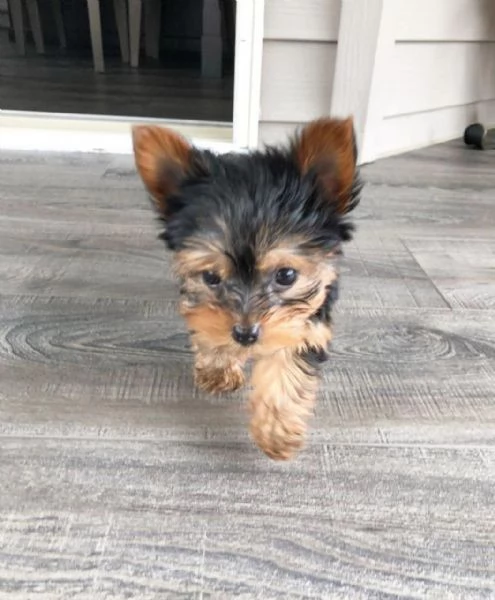 Cucciolata eccezionale di cuccioli di Yorkie-Tzu – Campione