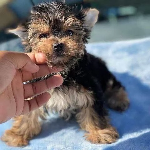 Cucciolata eccezionale di cuccioli di Yorkie-Tzu – Campione | Foto 2