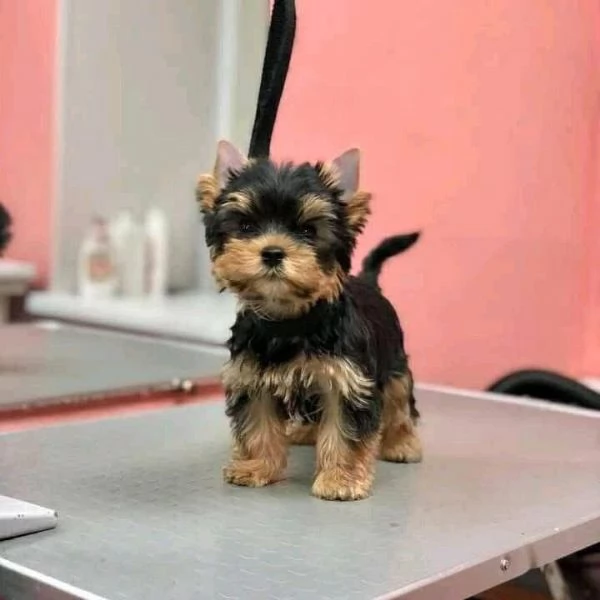 Cucciolata eccezionale di cuccioli di Yorkie-Tzu – Campione | Foto 1
