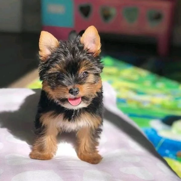 Cucciolata eccezionale di cuccioli di Yorkie-Tzu – Campione | Foto 0