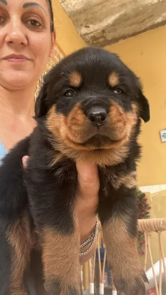 5 splendidi cuccioli di rottweiler 