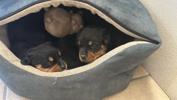 5 splendidi cuccioli di rottweiler  | Foto 6