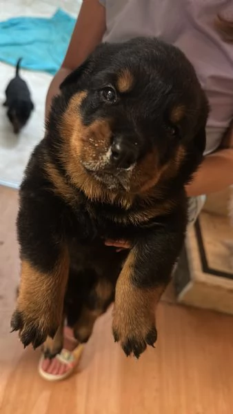 5 splendidi cuccioli di rottweiler  | Foto 5