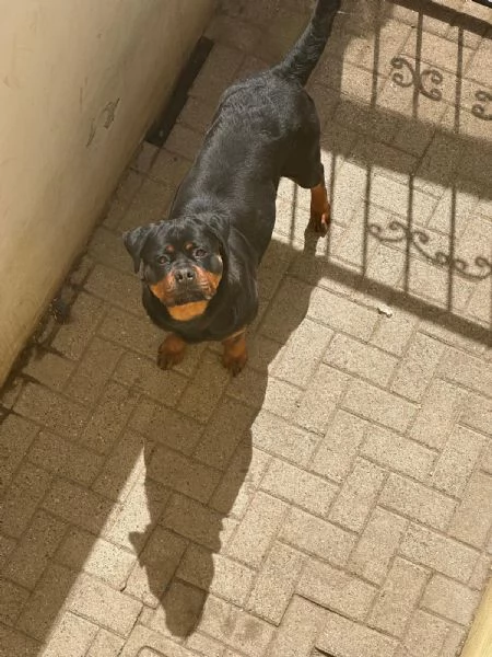 5 splendidi cuccioli di rottweiler  | Foto 4