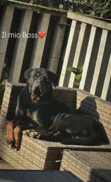 5 splendidi cuccioli di rottweiler  | Foto 3