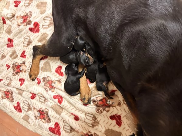 5 splendidi cuccioli di rottweiler  | Foto 2