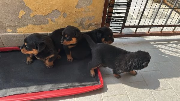 5 splendidi cuccioli di rottweiler  | Foto 1