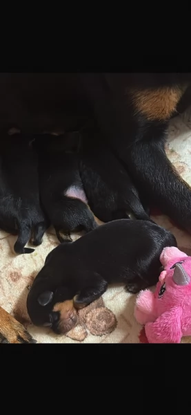 5 splendidi cuccioli di rottweiler  | Foto 0