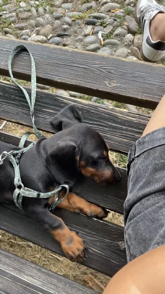 Cucciolo Bassotto nano  | Foto 0