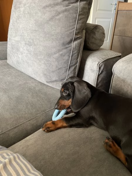 Cucciolo Bassotto nano 