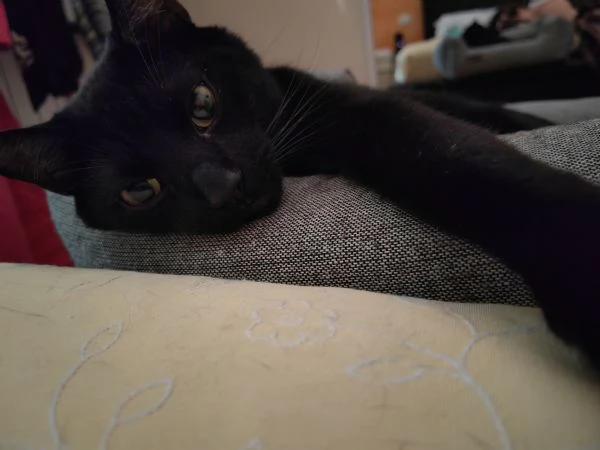 Gatto buono, sano e dolce