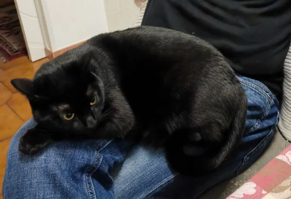 Gatto buono, sano e dolce | Foto 1