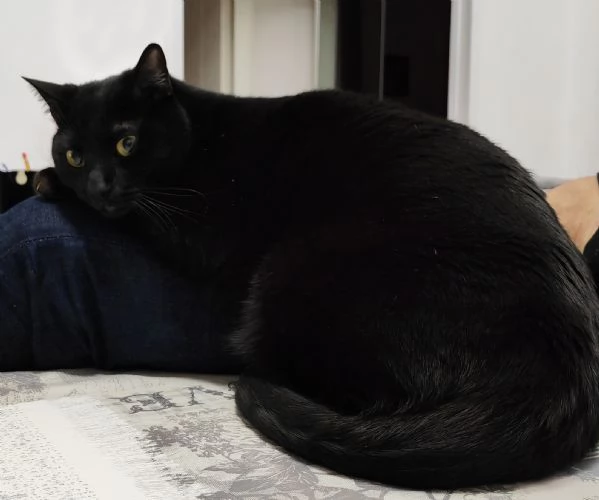 Gatto buono, sano e dolce | Foto 0