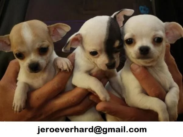 Regalo Chihuahua toy | Foto 0