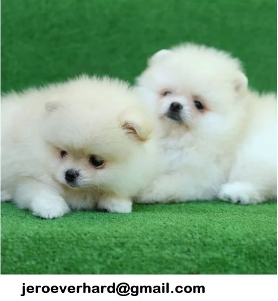 Regalo cuccioli di Volpini Spitz di Pomerania a disposizione.
