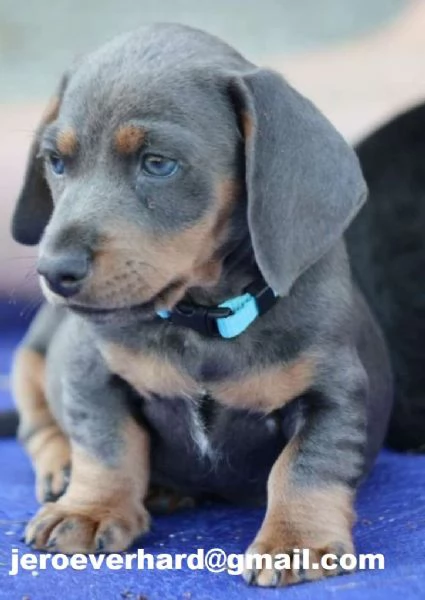 Regalo Cuccioli di bassotto in miniatura | Foto 0