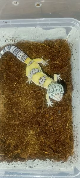 Baby gechi bellissimi | Foto 0
