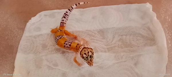 Geco Leopardino