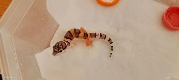 Geco Leopardino
