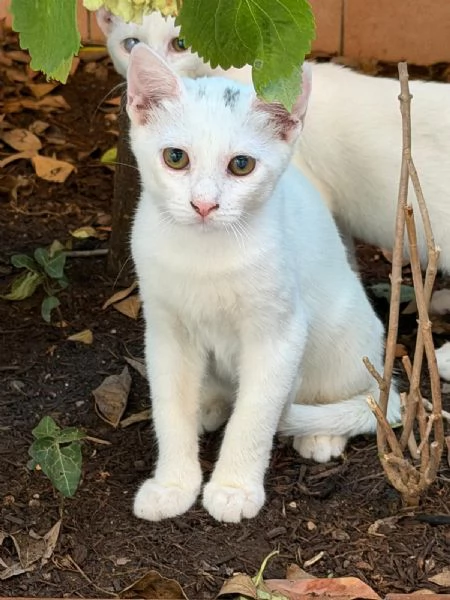 Gattini bianchi  | Foto 1
