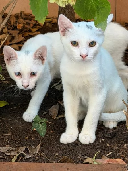 Gattini bianchi  | Foto 0