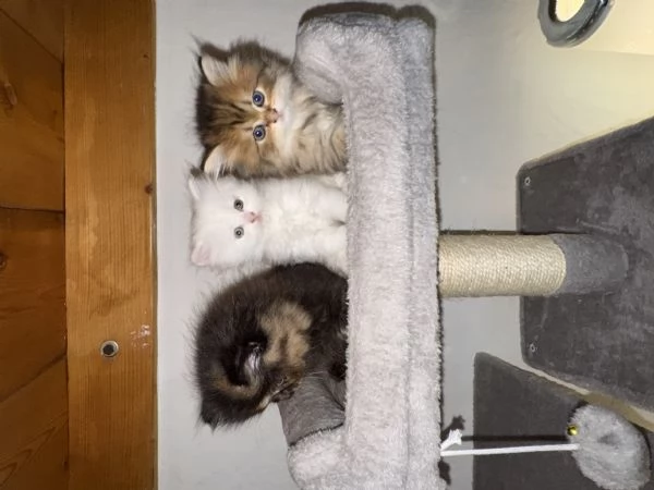 Splendidi Cuccioli di Gatto Persiano Puri | Foto 2
