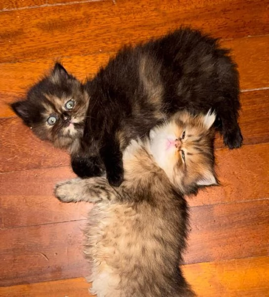 Splendidi Cuccioli di Gatto Persiano Puri | Foto 1