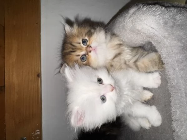 Splendidi Cuccioli di Gatto Persiano Puri | Foto 0