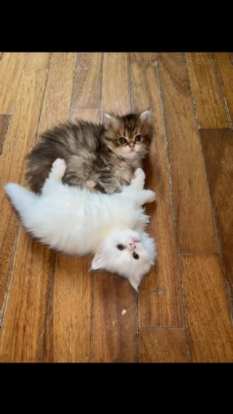 Splendidi Cuccioli di Gatto Persiano Puri