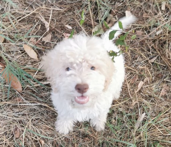 Cuccioli di Lagotto romagnolo bianchi