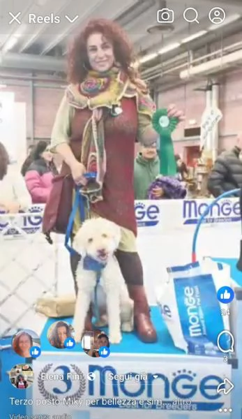 Cuccioli di Lagotto romagnolo bianchi | Foto 1