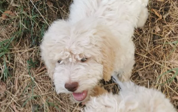 Cuccioli di Lagotto romagnolo bianchi | Foto 0