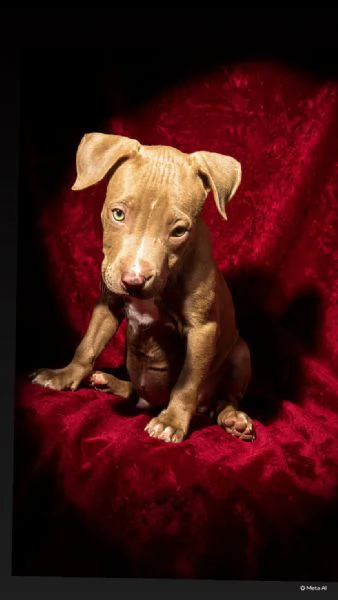 Ultimo cucciolo di pitbull disponibile 